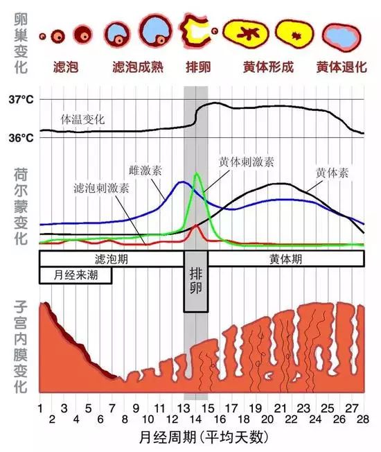 女性来月经的原理_月经停止   怀孕前的第一信号就是\