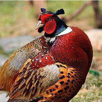 我叫山鸡山鸡的山