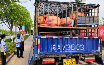 一车生猪都没免疫耳标 执法队员拦下调查