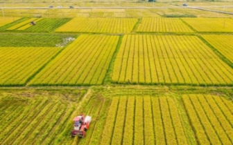 “米袋子”鼓鼓的！梅州粮食生产连续29年丰产稳产~