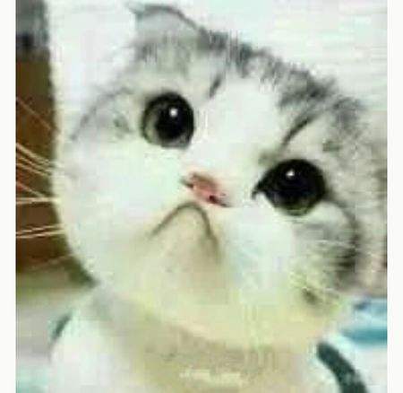 魔域小猪