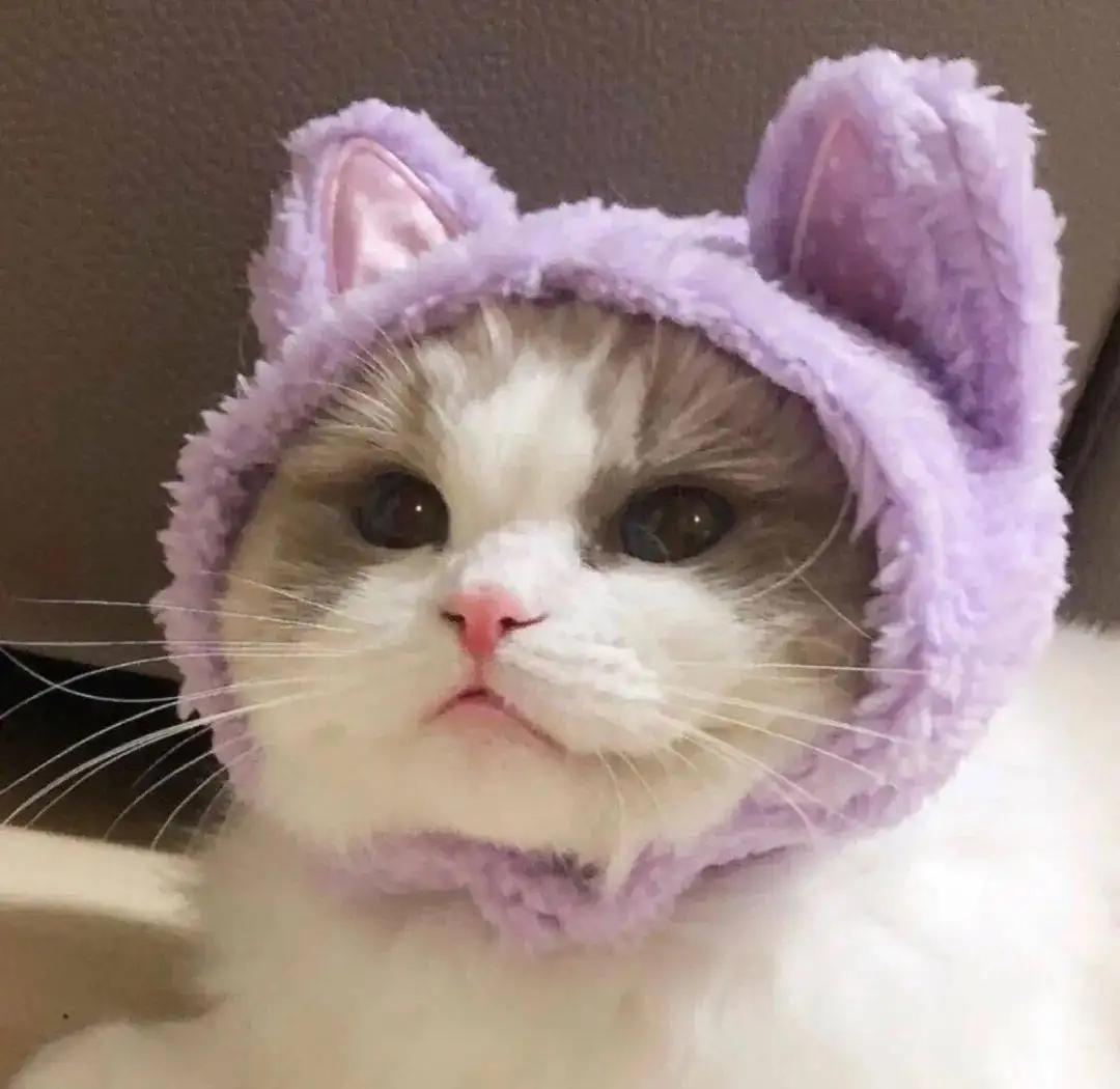 小美宠物