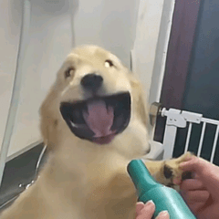 宠物百科看这里