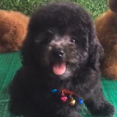 霹雳专属铲屎官