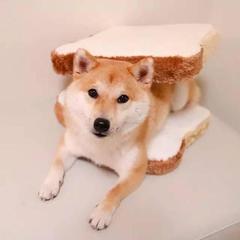 小可的宠物世界