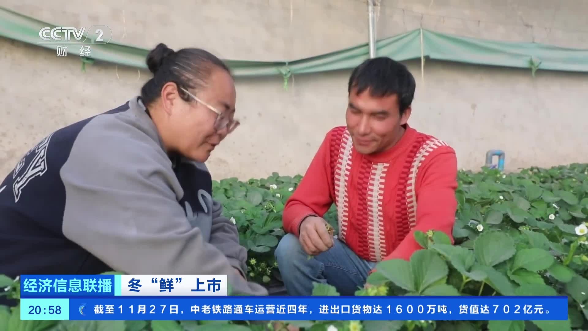 争“鲜”上市！新疆戈壁种上了草莓、人参果、蓝莓